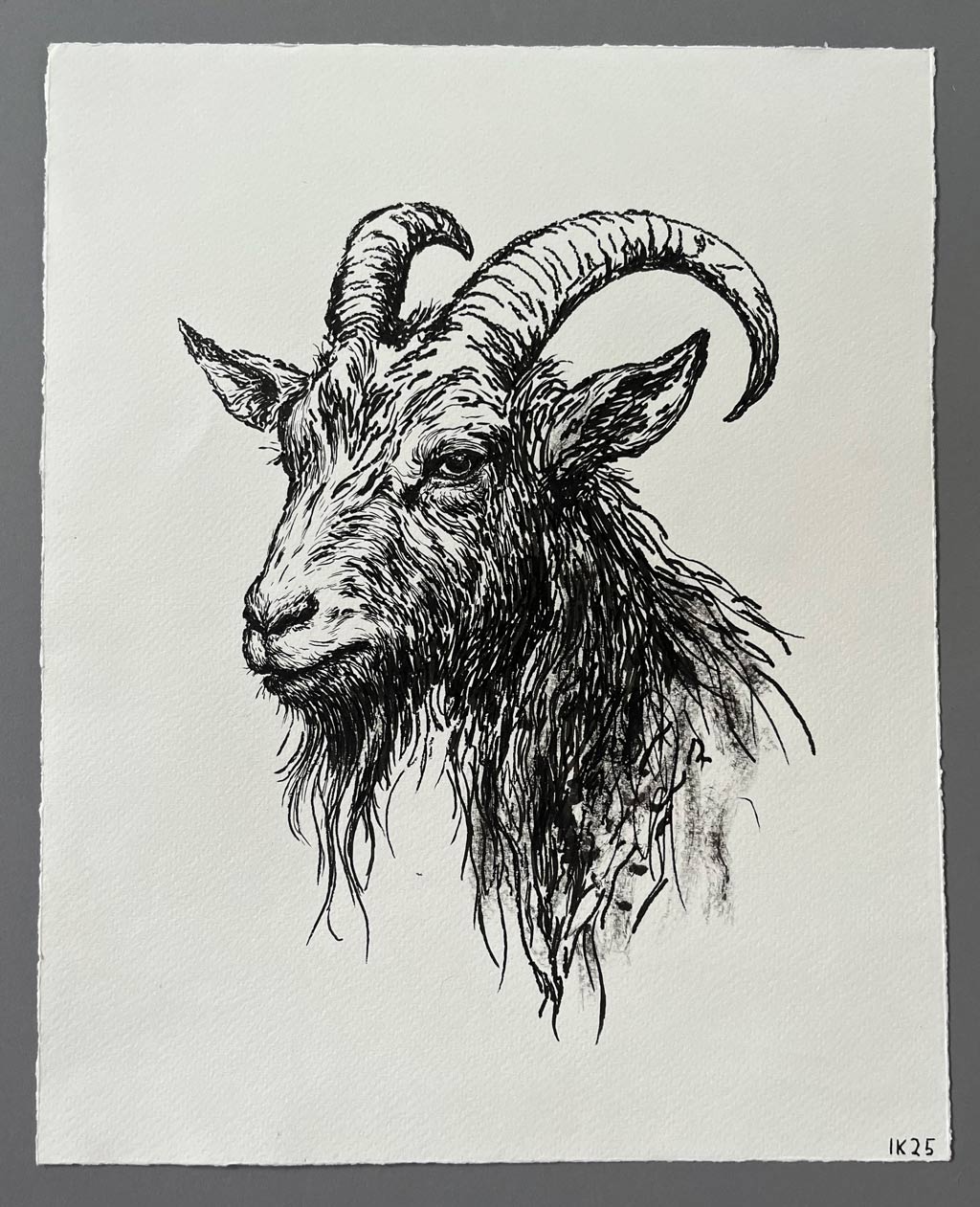 Mustekynäpiirustus vuohesta.